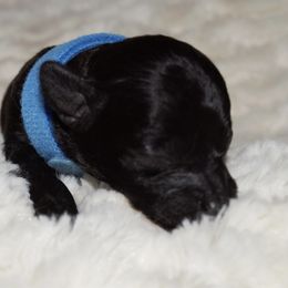 Boy 1 - Poodle puppy in Miami Dade County, Florida from RoyalPaws_Miami