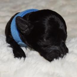 Boy 1 - Poodle puppy in Miami Dade County, Florida from RoyalPaws_Miami