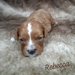 Rebecca - Red female Cavapoo puppy in Eau Claire, Wisconsin from Fisher River Doodle's