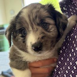 Arnie - Blue merle male Toy Australian Shepherd puppy in Nemo, Texas from Fairway Furries
