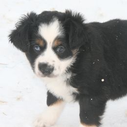 Benny - Black tri male Miniature Australian Shepherd puppy in Fairview, South Dakota from Dakota Toy Aussies