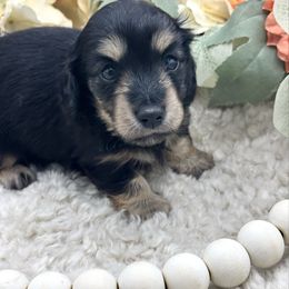 Zen - Black and cream female Dachshund puppy in Exeter, California from Sawtooth Miniature Dachshunds