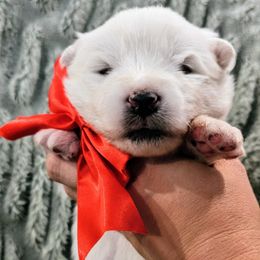 Orion - White male Samoyed puppy in Downey, Idaho from Seven Diamond Samoyeds