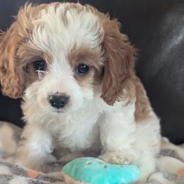 Cosette - Blenheim female Cavapoo puppy in Newport, North Carolina from Crystal Coast Cavapoodles