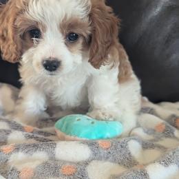 Cosette - Blenheim female Cavapoo puppy in Newport, North Carolina from Crystal Coast Cavapoodles