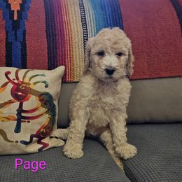 Poodle Puppies from Arizona's Once Upon A Boston and Poodle ❤️