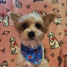 Boy 1 - Parti male Yorkshire Terrier puppy in Marble Hill, Missouri from LeGrands Parti Pups