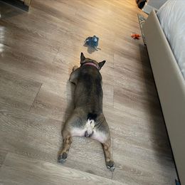 French Bulldog All Grown Up from Lavish Bullyz