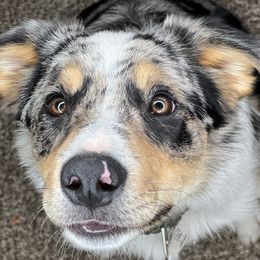 Border Collies from Battle Born Borders