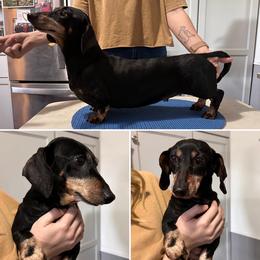 Aspen - Black and tan female Dachshund puppy in Fond Du Lac, Wisconsin from Clucking Homestead Springers & Dachshunds