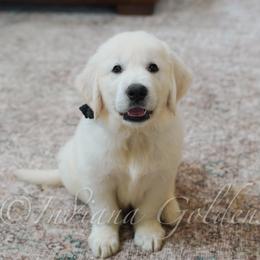 Mr. Black - Light golden male Golden Retriever puppy in Bedford, Indiana from Indiana Goldens