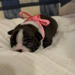 Boston Terrier Puppies from Lakeview Bostons