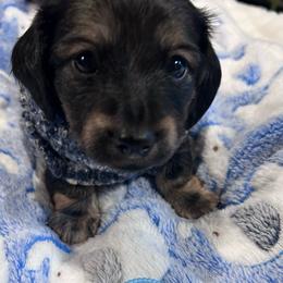 Winston - Cream male Dachshund puppy in Proctor, Montana from Blue Star Dachshunds