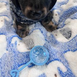 Winston - Cream male Dachshund puppy in Proctor, Montana from Blue Star Dachshunds