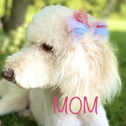 Goldendoodles from 7 Wonders' Doodles