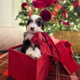 Chestnut - Tri-color male Bernedoodle puppy in Russell Springs, Kentucky from 270 Doodles