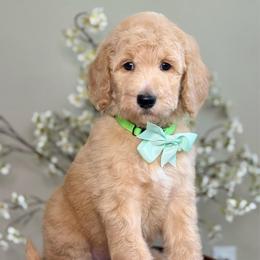 Penny - Apricot female Goldendoodle puppy in Yuciapa, California from AlltheDoodlez_