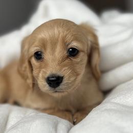 Dachshunds from Kemps K9’s