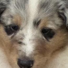 Collie Puppies from Hedge Haven Farm