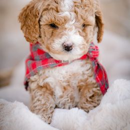 Poodle Puppies from Doodle Puppy Parti