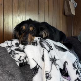 Bruno - Dachshund