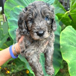 Java - Blue merle male Aussiedoodle puppy in High Point, North Carolina from Kingsfield Doodles