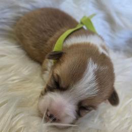 Green Female - White and red female Pembroke Welsh Corgi puppy in Wayne City, Illinois from Lash Livestock & Corgis