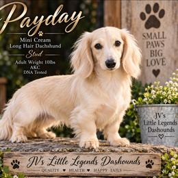 Paypay - Dachshund