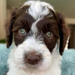 Pink collar chocolate parti girl - Parti female Goldendoodle puppy in Peoria, Arizona from Az Doodle Mom