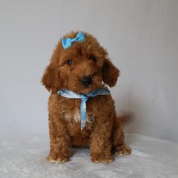 Gracie - Red  female Goldendoodle puppy in Apopka, Florida from Rae Precious Puppies