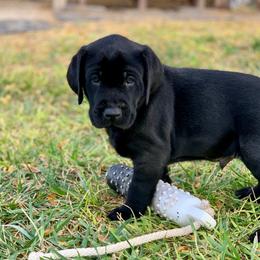 Pickles - Black male Labrador Retriever puppy in Winnemucca, Nevada from Oakley's Mountain View Kennel