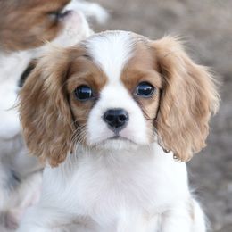 Cavalier King Charles Spaniels and Cavapoos from Lindsey’s Cavies