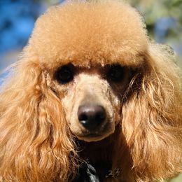 Assorted Doodle Crosses and Poodles from Denim and Diamond Doodles