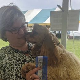 Cocker Spaniel All Grown Up from Starlight's American Cockers