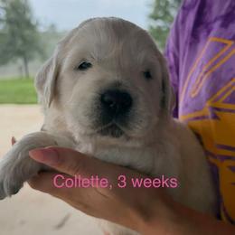TBD - Light golden female Golden Retriever puppy in Osceola, Iowa from Healing Hearts Therapy Goldens