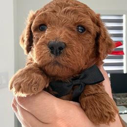 Biscotti - Red  male Goldendoodle puppy in Miami, Florida from Haus of Pawz