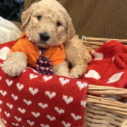 Paris - Apricot male Poodle puppy in Mobile, Alabama from Semmy’s Standard Poodle LLC