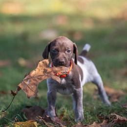Coven (please fill out an application if interested) - Liver roan female German Shorthaired Pointer puppy in Greensburg, Kentucky from Nosam Kennels- Hungarian Vizslas, and German Shorthairs Located in Kentucky
