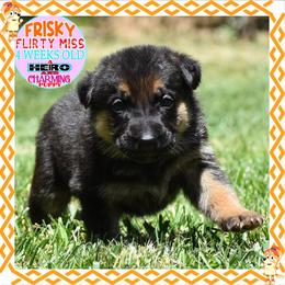 FRISKY - CUTE CUTE CUTE - Black and red female German Shepherd puppy in Murrieta, California from Diamond Oaks German Shepherds