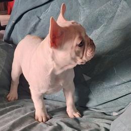 Missy - White and fawn female French Bulldog puppy in Cañon City, Colorado from Terri Geiser-Gilchrist
