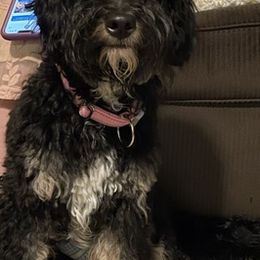 Bernedoodles, French Bulldogs, and Lhasa Apsos from Puppies For You