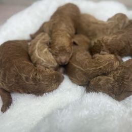 Female 1 - Red  female Poodle puppy in Mississippi from Ewing Acres