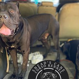 Cane Corso from Snead’s Cane Corso Kennel