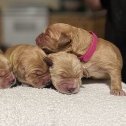 Dachshund and Golden Retriever Puppies from Wyo Dachshunds & Goldens