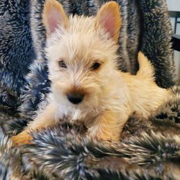 Mandy - Wheaten female Scottish Terrier puppy in Crossville, Tennessee from Cavern Kennels