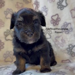 Raven - Black and tan female Havanese puppy in Lovingston, Virginia from Tye River Havanese
