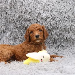 Poodle Puppies from Absolutely Pampered Poodles