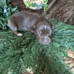 Stella - Red tri female Miniature Australian Shepherd puppy in California from Eagle River Aussies