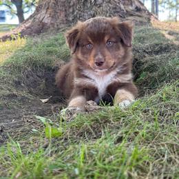 Durango - Red tri male Miniature Australian Shepherd puppy in New London, Minnesota from Broken T Australian Shepherds