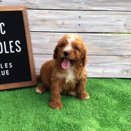 Poodle Puppies from Goldens Galore